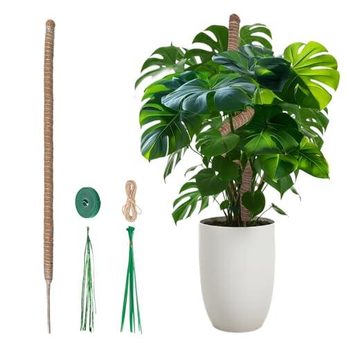 Guía Definitiva para el Cuidado de Monstera: El Soporte Ideal para Plantas Trepadoras