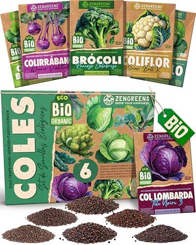 ZenGreens® Set de Semillas de Col eco - 6 variedades antiguas - Simientes | clásicos para huerto & cocina, robusto & de buena conservación, idea de regalo para jardineros