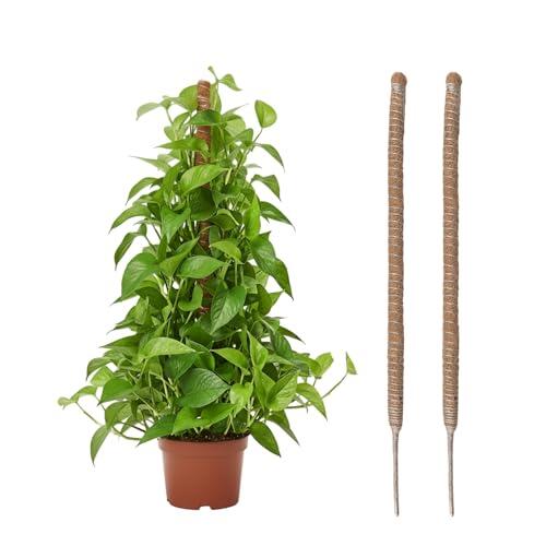 Guía Definitiva para el Cuidado de Plantas Trepadoras con Tutores de Fibra de Coco