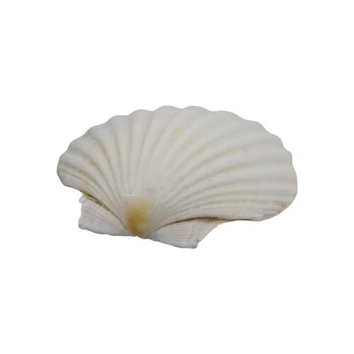Conchas marinas grandes para manualidades, decoración del hogar y celebraciones temáticas en la playa de vieiras blancas para proyectos de arte Conchas grandes para pintar