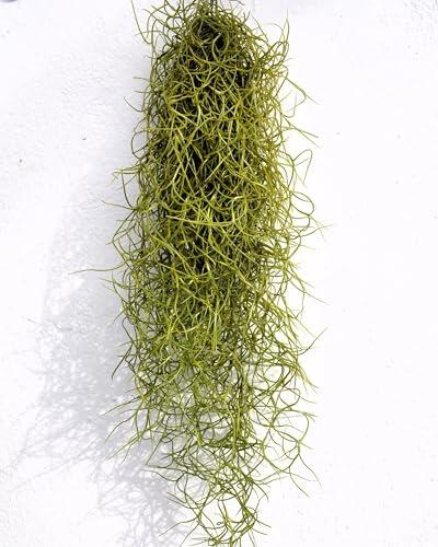 Tillandsia usneoides standard; Barba de Viejo, Musgo Español, Planta del Aire Colgante Decorativa; Curiosarium; Interior/Exterior, Sin Sustrato, Longitud 50-60 cm, Diámetro 15 cm.