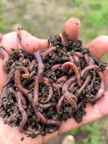Cómo iniciar el vermicompostaje en casa con lombrices rojas