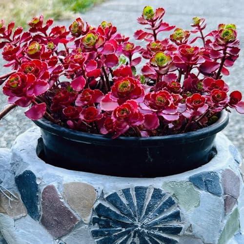 Guía técnica para el cultivo de semillas de rosa de montaña: características y pautas de siembra