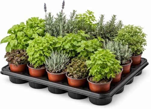 Cultiva tu propio jardín de hierbas: Pack de 15 plantas aromáticas de EL NOU GARDEN