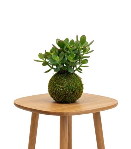 Kokedama Árbol de Jade DECOALIVE Planta Natural Viva