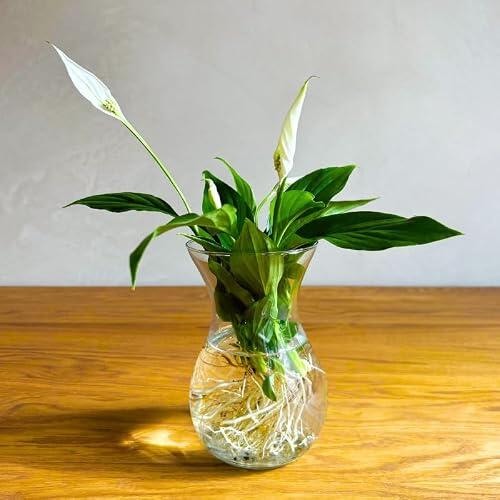 Cultivo hidropónico del Lirio de la Paz: Elegancia y naturaleza en cristal