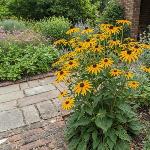 Bloomique - Juego de 6 - Rudbeckia Fulgida ‘Goldsturm’ - Equinácea - Floración abundante - Resistente al invierno - Perenne - 10-20 cm de altura - Maceta de 9 cm