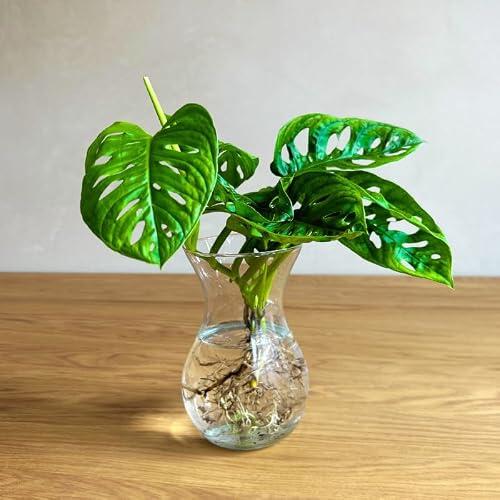 El arte del cultivo hidropónico: Estación de propagación de Monstera en cristal