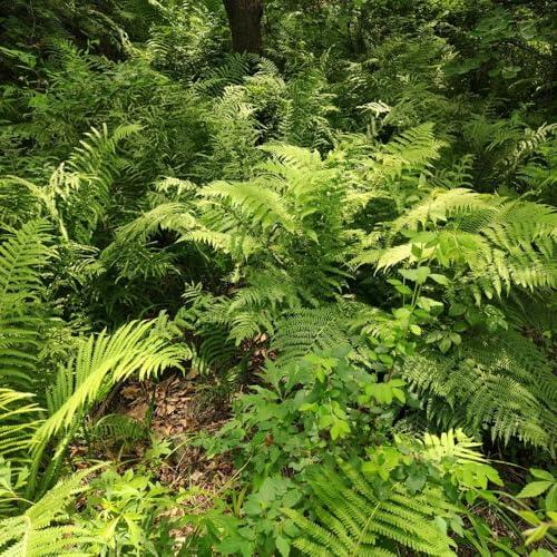 Cultiva tu propio rincón verde: Guía completa para el Helecho Avestruz