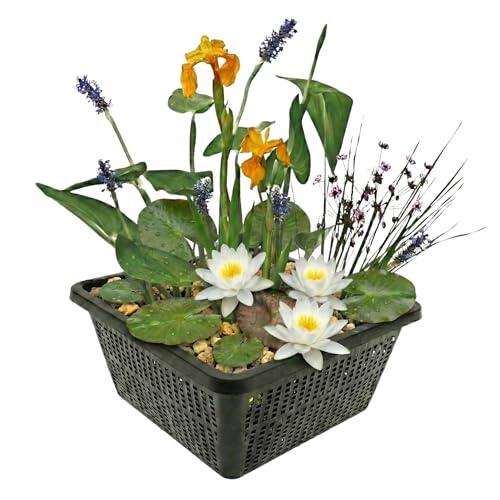 Transforma tu jardín o terraza en un oasis con el mini estanque blanco vdvelde.com y sus plantas acuáticas.