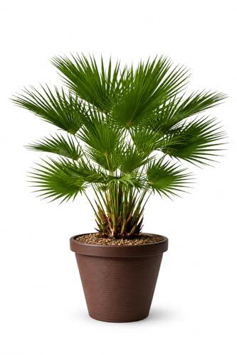 Guía Completa del Chamaerops Humilis: La Palmera Mediterránea Definitiva