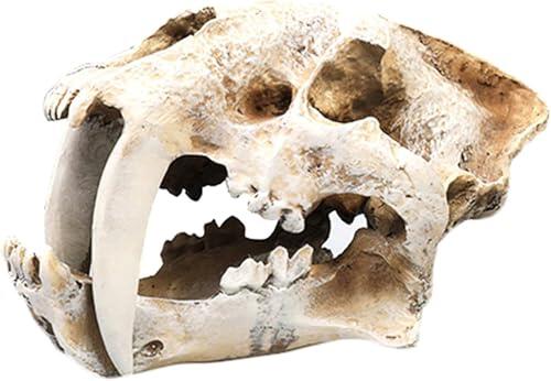 Modelo de cráneo de tigre con dientes de sable, estatua realista de cabeza de huesos de dinosaurio, cráneos de animales grandes prehistóricos, modelo de espécimen fósil de hueso de dientes