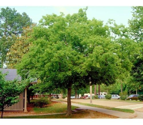 El árbol almez: resistencia y sombra para su jardín