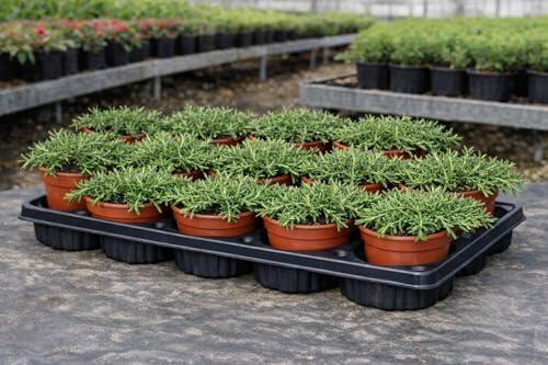 Descubre las Ventajas del Romero Rastrero para tu Jardín
