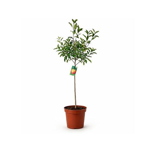 Cultiva tus propias manzanas Royal Gala en casa: guía completa de este frutal