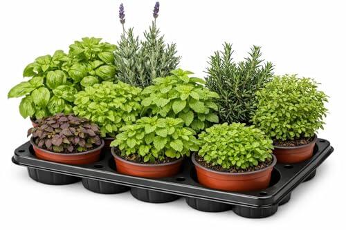 Cultiva tu propio rincón verde: Pack de 5 Plantas Aromáticas El Nou Garden