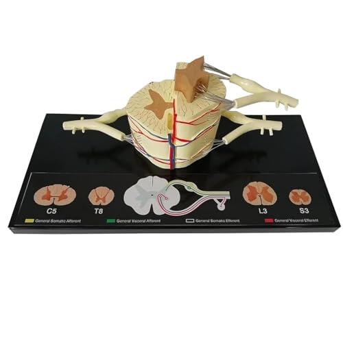 Modelo Anatómico Médula Espinal Humana, Modelo Anatomía Del Nervio De La Médula Espinal 5X, Que Incluye Vértebras, Ramas Nerviosas, Ganglios Y Vasos Sanguíneos, For Exhibición Estudios Enseñanza