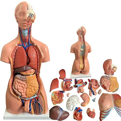 Modelo De Cuerpo De Torso Humano, Modelo De Anatomía del Torso De 85 Cm, Torso Extraíble De 23 Piezas con Espalda Abierta