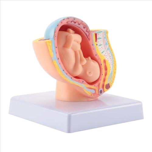 Modelo de desarrollo fetal - Mini réplica desmontable para cursos de maternidad y educación de fertilidad, ideal para enseñar y aprender