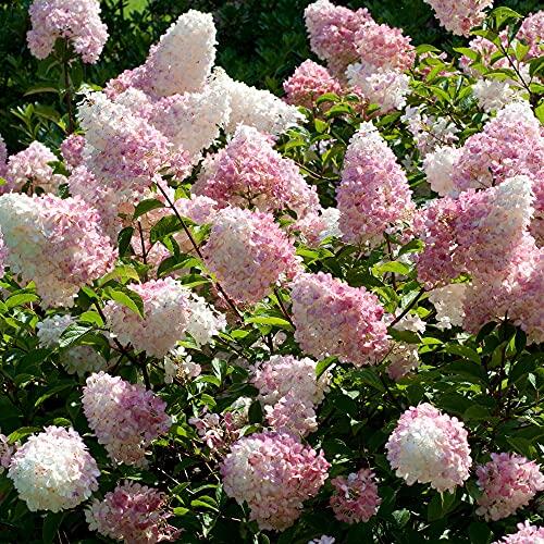 El espectáculo cambiante de la hortensia paniculata en tu jardín