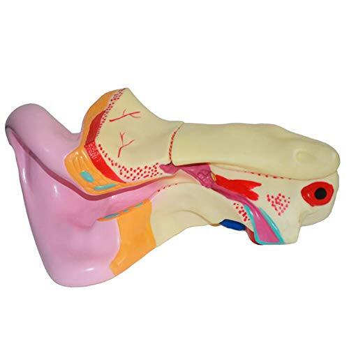 Modelo De Oído Humano Ampliado 6X - Modelo Anatómico Humano - Modelo De Oído Hecho De Material De PVC para Investigación Médica