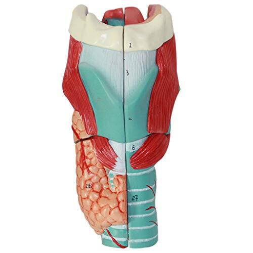 Modelo De Anatomía De La Garganta - Modelo De Laringe Ampliado 3X - Modelo Anatómico Médico - Modelo De Anatomía De Órganos Humanos - para Fines De Formación