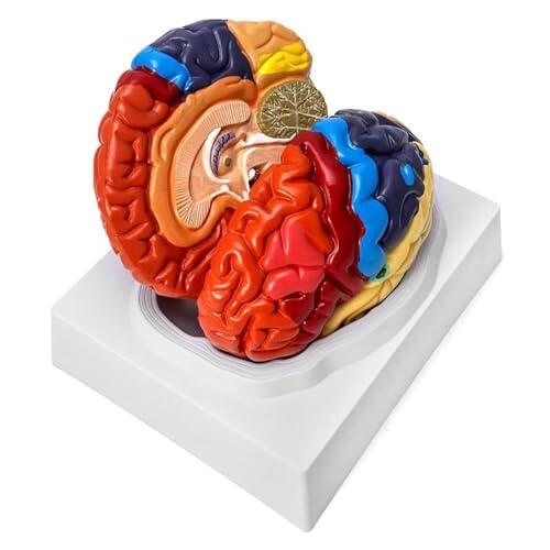Modelo De Anatomía del Cerebro Humano De Tamaño Natural, Modelo Desmontable De Dos Partes con Arterias, para Exposición, Investigación
