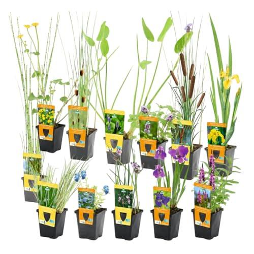 Transforma tu estanque en un oasis natural con el kit completo de plantas acuáticas vdvelde.com