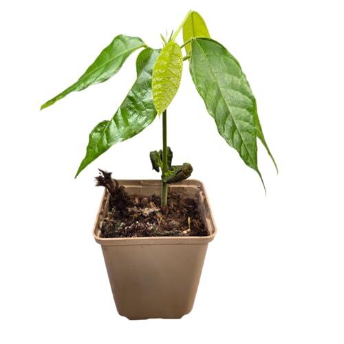 El fascinante cultivo del árbol de cacao Criollo en Europa