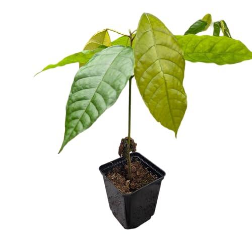 Cultiva tu propio chocolate en casa con el árbol de cacao Colorado