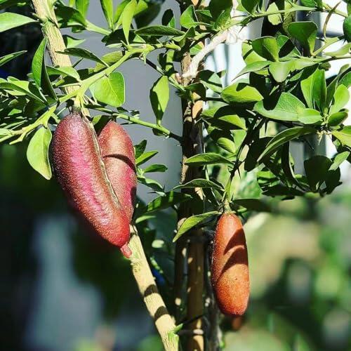 Cultiva tu propia Lima Caviar: Guía completa para el Microcitrus australasica