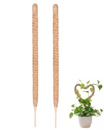 Guía definitiva para el guiado vertical de plantas trepadoras en interiores