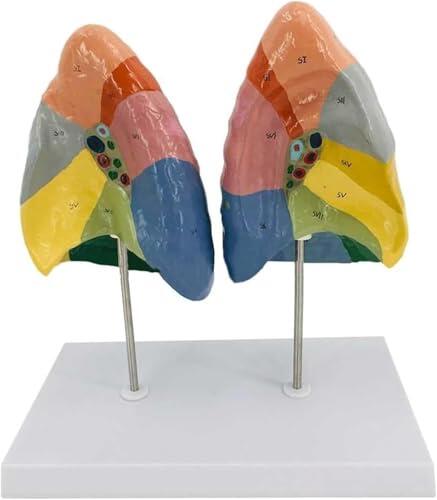 Modelo de segmento de pulmón colorimétrico de anatomía pulmonar, modelo de pulmón humano, textura clara y pantalla de anatomía del sistema respiratorio con etiqueta digital y partición