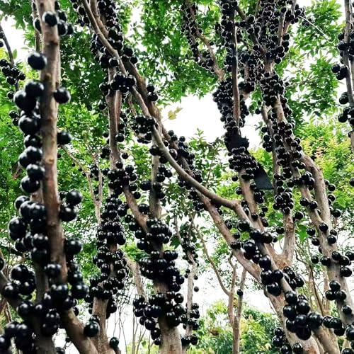 Cultiva un bosque frutal en casa: Guía definitiva para plantar semillas de jabuticaba