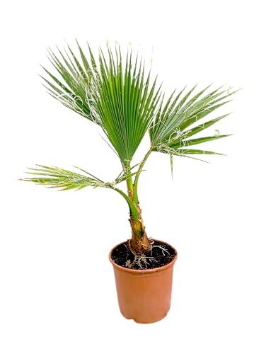 Transforma Tu Jardín con la Elegancia de la Washingtonia Robusta