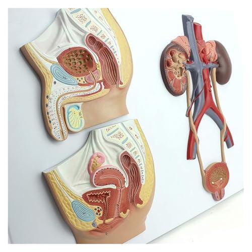 Modelo de anatomía del sistema genitourinario masculino y femenino, modelo anatómico del sistema urinario humano con vejiga uréter uretra y riñón, for educación médica