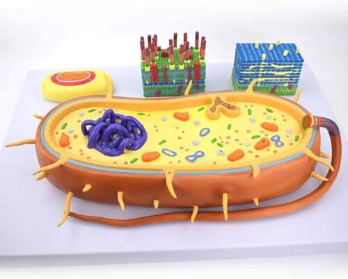 Modelo de anatomía nuclear de células bacterianas, modelo de anatomía de células bacterianas biológicas, modelo de flagelo biológico del cromosoma del núcleo, for formación educativa