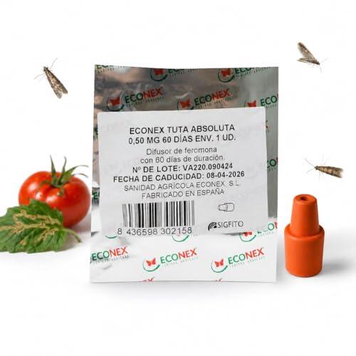 Cómo Proteger tu Huerto de Tomates contra la Tuta Absoluta de Forma Ecológica
