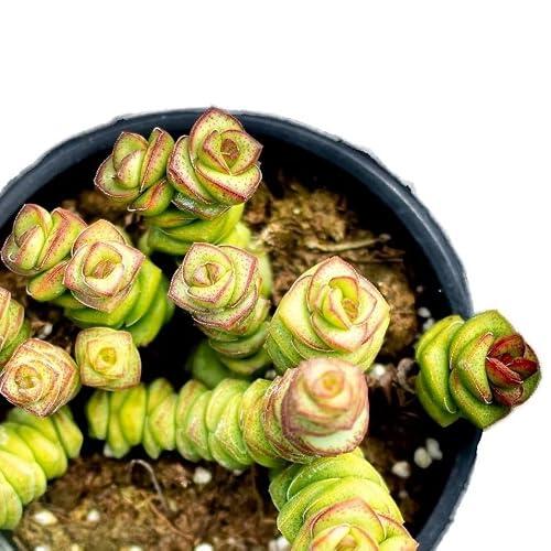 Crassula marnieriana (collar de jade, pagoda china); planta suculenta, planta ornamental; Curiosarium; diámetro maceta 10,5 cm, altura planta 8-12 cm, diámetro planta 10-15 cm