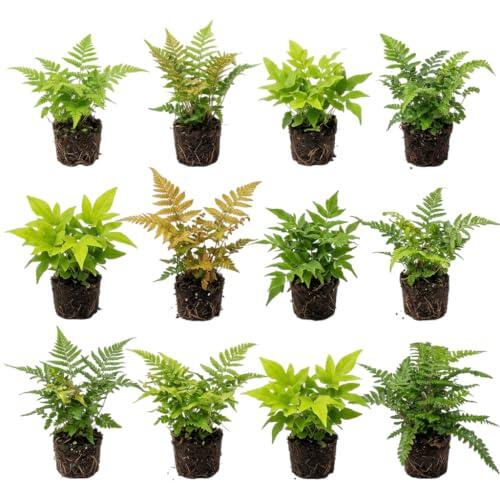 Transforma tus espacios de sombra en un oasis verde con los helechos resistentes vdvelde