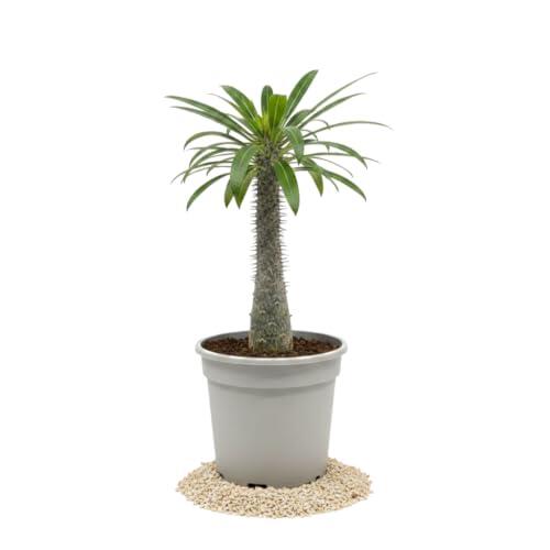 Pachypodium Lamerei Palmera de Madagascar DECOALIVE Maceta 10 cm Altura 20 cm Planta Decorativa para Dormitorio Luminoso