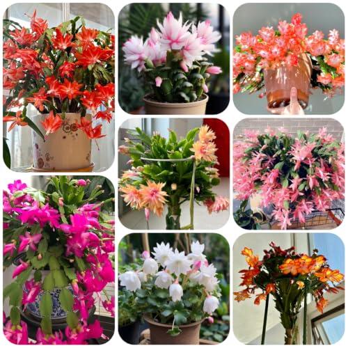 Cultiva tu propia magia invernal: Semillas de Cactus de Navidad para tu hogar