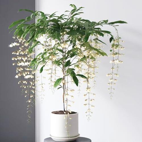 Guía completa para el cultivo y cuidado del Clerodendrum wallichii o Jazmín de la India