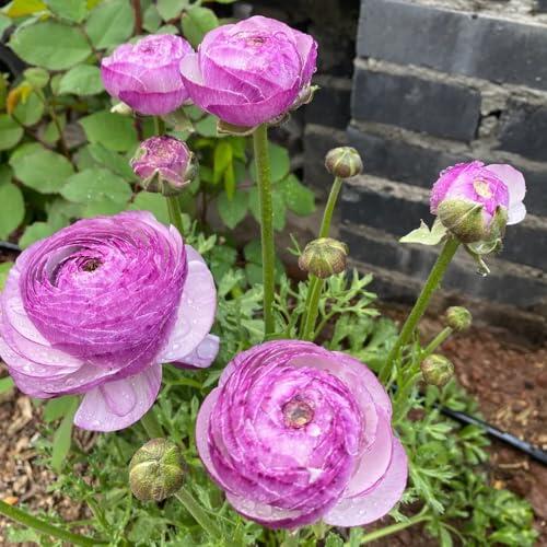 Guía práctica para el cultivo y decoración con bulbos de ranúnculo morado