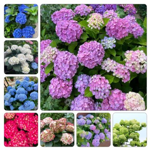 Guía para el cultivo y decoración con semillas de hortensia resistente
