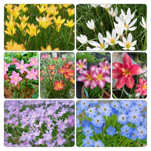 Cultivo y Cuidados de los Bulbos de Zephyranthes para Balcones