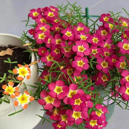Guía Completa para Cultivar Oxalis Triangularis: Elegancia y Color en tu Jardín o Balcón