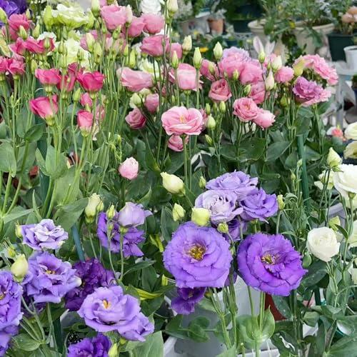 Cultiva la Elegancia Floral en tu Hogar: Todo sobre las Semillas de Lisianthus