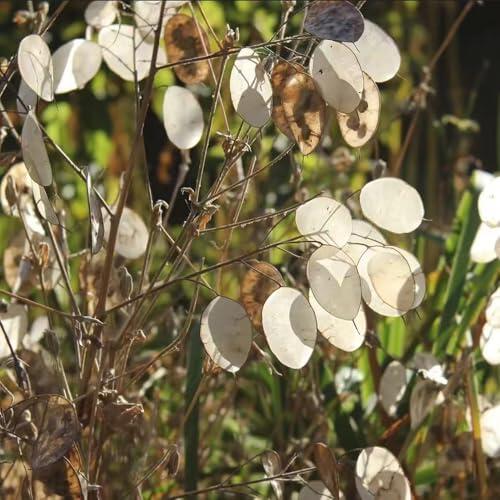 Guía completa para el cultivo de semillas de Lunaria en espacios interiores y exteriores