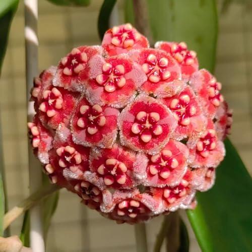 Plantas Hoya para Oficina: Guía de Selección y Cuidados